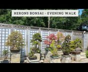 Herons Bonsai