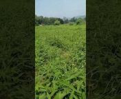 Farming with nature in Srilanka