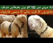 Sharjeel Goat Farm Wazirabad