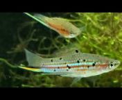 Eurofish Aquatics