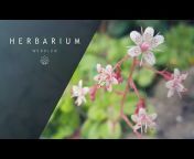Herbarium Werdler
