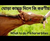 Horse Tips Bangla