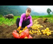 Phuong Daily Harvesting