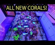 Fragbox Corals