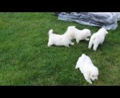 Greenfield Puppies
