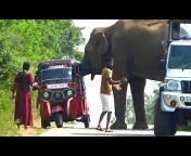 SriLankan Wild Elephant