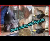 Pigeon Treatment u0026 breeding