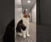 Elie the hallway cat