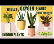 Oxygen Landscaping Gardening