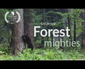 Forest Film Studio