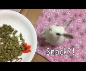 Adorable Rabbit Muri