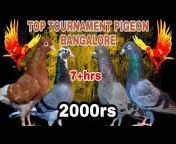 TOP TOURNAMENT PIGEON BANGALORE INDIA