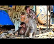 123 Macaque Monkey