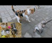 Feeding Street Cats