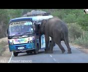 Wild elephant demand