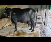 Sukhbir dhanda Dairy farm