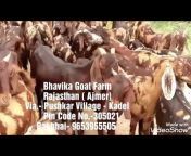 Bhavika goat farm ajmer