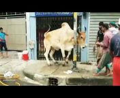 Bangladesh Cattle Club