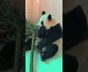 PandaPalooza Haven