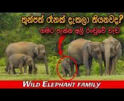 Wild TV Sri lanka