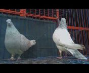 pigeon home