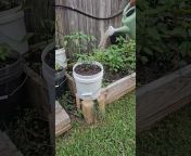 Down-Home Backyard Gardening