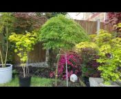 rodel pobre : My Japanese Acer Collections