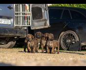 Elite Boerboels (Dog Breedingu0026Protection Training)