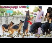DOGS in Rawalpindi
