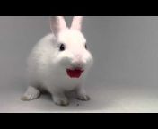 Bunny Life
