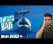 SHARK BYTES