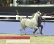 N123 SS FARAH OLIVIA - Al Shiraa International Arabian Horse Show 2020 from ss olivia