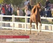The Breeders Cup - Kuwait 2020 - Purebred Arabians - 4-6 Years Old Stallions (Class 10B)
