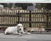 When dogs and cheetahs are friends it is more than a human centric projection of anthropomorphized tranquility or a beautifully, harmonious, and unexpected kinship of two predators living, laughing, and loving together. As an oddity in the cat kingdom, the cheetah is a social animal and can pick up on cues from other animals: It will be calm when familiar animals around it are calm or it can be anxious when other animals are anxious. As pack animals this is not dissimilar to dogs and in fact sig