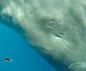 Ten year old Jonathan swims with experts to meet a sperm whale. He was VERY excited. Can you hear him?