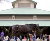 Following the announcement of the cancellation of the Fasig-Tipton Gulfstream sale on Friday afternoon, the atmosphere at the OBS March Sale was tense. Becky Thomas of Sequel Bloodstock made the analogy,