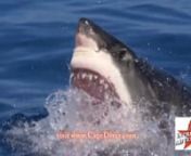 More Details and Booking:www.sharkdiveadventures.comnnContact:1-800-644-7382 (US &amp; Canada)nnGuadalupe IslandnThe Best Great White Shark Diving on the PlanetnnThe best great white shark (Carcharodon Carcharias) encounters in the world are at Guadalupe Island and www.CageDiver.com is the best way to get in the water with them. That is a big statement to make, but we can back it up!!nnThe simple truth is that there are loads of great whites at Guadalupe, and a surprising number of them choo