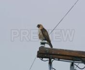 Get this here: https://motionarray.com/stock-video/red-shouldered-hawk-on-wires-264189n...included with our Unlimited memberships. Or download hundreds of other assets with a FREE account. https://motionarray.com/freennThis clip showcases a red-shouldered hawk on an electrical pole in California.