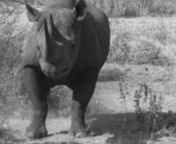 Juvenile Rhino has a way to go before he can terrorize Safari-goers.