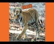 Shashi is a 4 year old male tiger in Bandhavgarh National Park; brought to the public&#39;s attention in the BBC Earth Documentary Tiger Dynasties when he was just a cub. Now, like all young male tigers, Shashi must find his way in the world. “Shashi - Tiger Encounters” is a mini-series of 5 episodes which follows on from