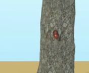 This video was prepared for Almuth Hammerbacher of the Max Planck Institute for Chemical Ecology, and depicts how the European spruce bark beetle, Ips typographus, attacks the Norway spruce tree, lays its eggs in the wood and infects it with the blue-stain fungus, eventually killing the tree.