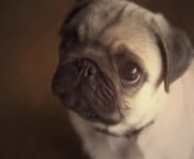 Our BizMedia/Playground office has been blessed with the presence of the kindest, friendliest canine on the planet. We love him so much we decided to pay him tribute with this video. We hope you fall in love with Walter, just like we have.nnFollow the adventures of Walter the Pug on Instagram: @pugwalter