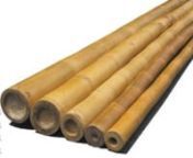 Available Bamboo Pole-bamboo cane-10&#39;ft x 1-1/2 in dia up to 5 in dia(direct factory)- Los Angeles,CA, California. All and buy Bamboo Pole-bamboo cane (10&#39;ft x2-1/2 in dia up/walled thick/direct factory)Natural/sanded- Los Angeles CA, California.Bamboo Pole-bamboo cane(10&#39;ft x1.1/2.in dia and up 5dia)Natural/sanded color available-Los Angeles CA,California,Los Angeles, Buy natural and sanded/walled thickness bamboo poles at really great prices at Bamboo creasian .Bamboo poles at wholesale and re