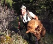 Caleb and Travis spot a beautiful blonde bear after work and Caleb makes a long range shot to harvest it.