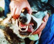 An eye-opening exposé of the illegal introduction of non-native Gray Wolves to Yellowstone and beyond. I grew up in the thick of the wolf controversy. This is the true story. The wolf in the cover photo is one my uncle trapped a half mile from my house when I was 14. Connect with me on X: https://twitter.com/imjdkingnnCheck out my follow-up film, BLUE. It busts the myths of climate change, overpopulation, and more from a pro-Earth standpoint.