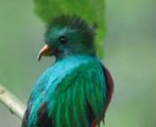 The Resplendent Quetzal is the national bird of Guatemala, its name is given because of its feathers resplendent the light from green to blue colours; its chest is red and its tail is longer than 90 centimetres. In the video it has a little Emerald beetle.