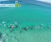 Dave filmed this amazing aerial vision with his quadcopter off Esperance, along south Western Australia&#39;s beautiful coastline. Huge pods of bottlenose dolphins cruise the shoreline and surf the crystal clear turquoise waves. nSuch intelligent and playful animals - we have a lot to learn from their lifestyle!!