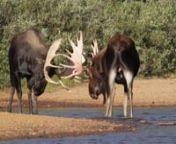 2013 Colorado fall moose rut. You will see the big bulls loose their velvet, chase people, fight and find cows for breeding. All this up close and personal. Please visit GREGBALVIN.com and youtube/ gregbalvin for more information.