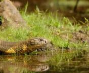 National Geographic program about the world&#39;s largest venomous snake, the King Cobra.Filmed in the rainforests of the Western Ghats mountains in southwest India.nnI worked as the AC alongside filmmaker Sandesh Kadur.