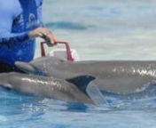 Video by KENT NISHIMURA &#124; The Honolulu AdvertisernnAt Sea Life Park, dolphin mother Hi&#39;iaka gave birth to a healthy girl on July 6.nnToday, mom and baby were revealed to the media, with a blessing by kahu Ka&#39;imiloa Dahang to welcome the new arrival.nn